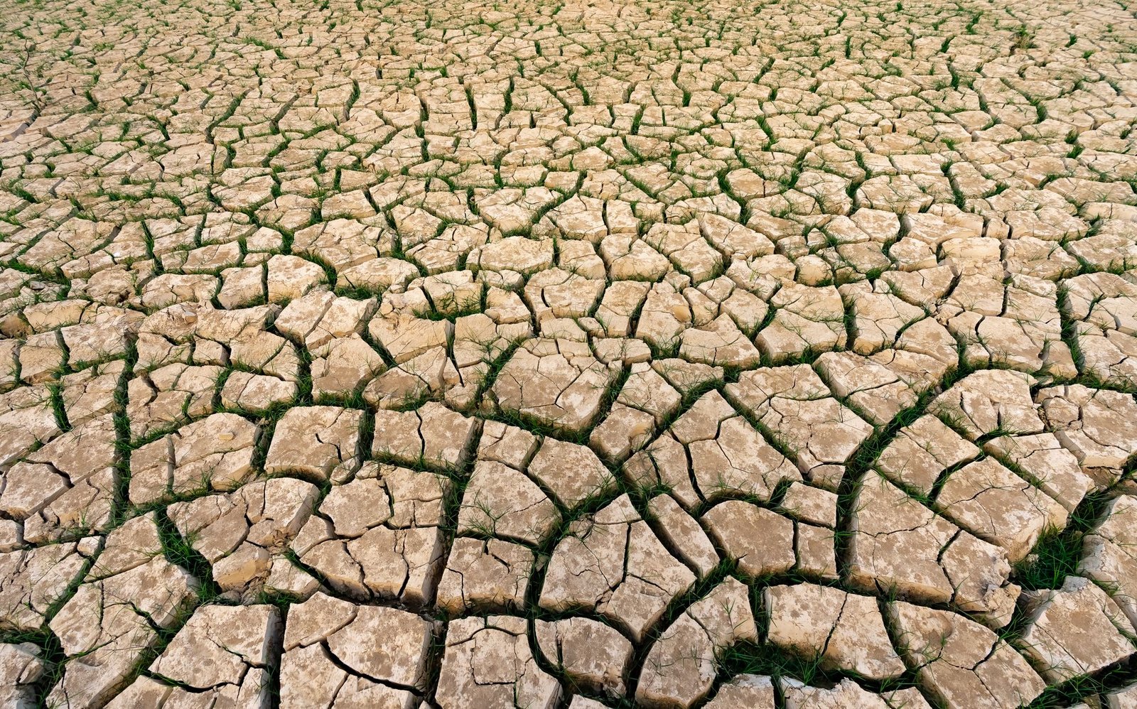Sun-scorched brown lawn during an extreme North Texas drought