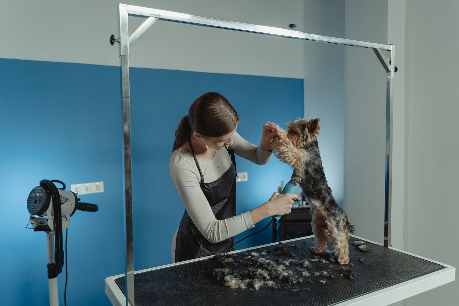 Pet grooming salon interior with dog on grooming table