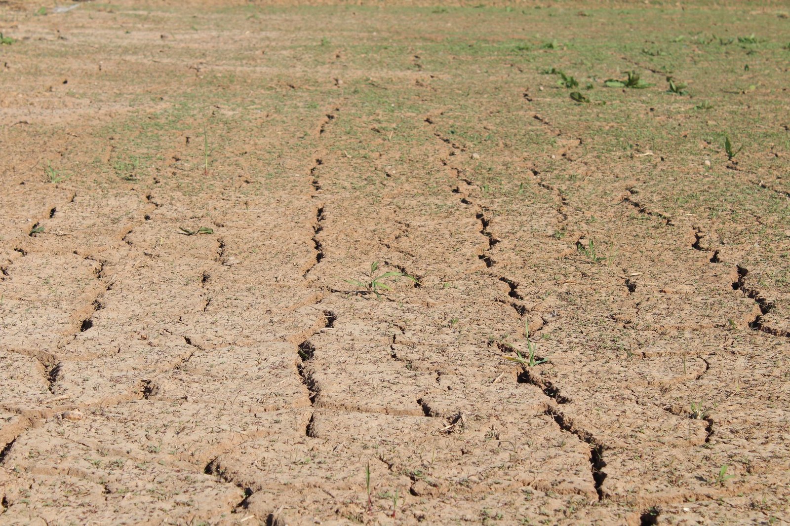 Dry, brown grass under a hazy summer sky in North Texas