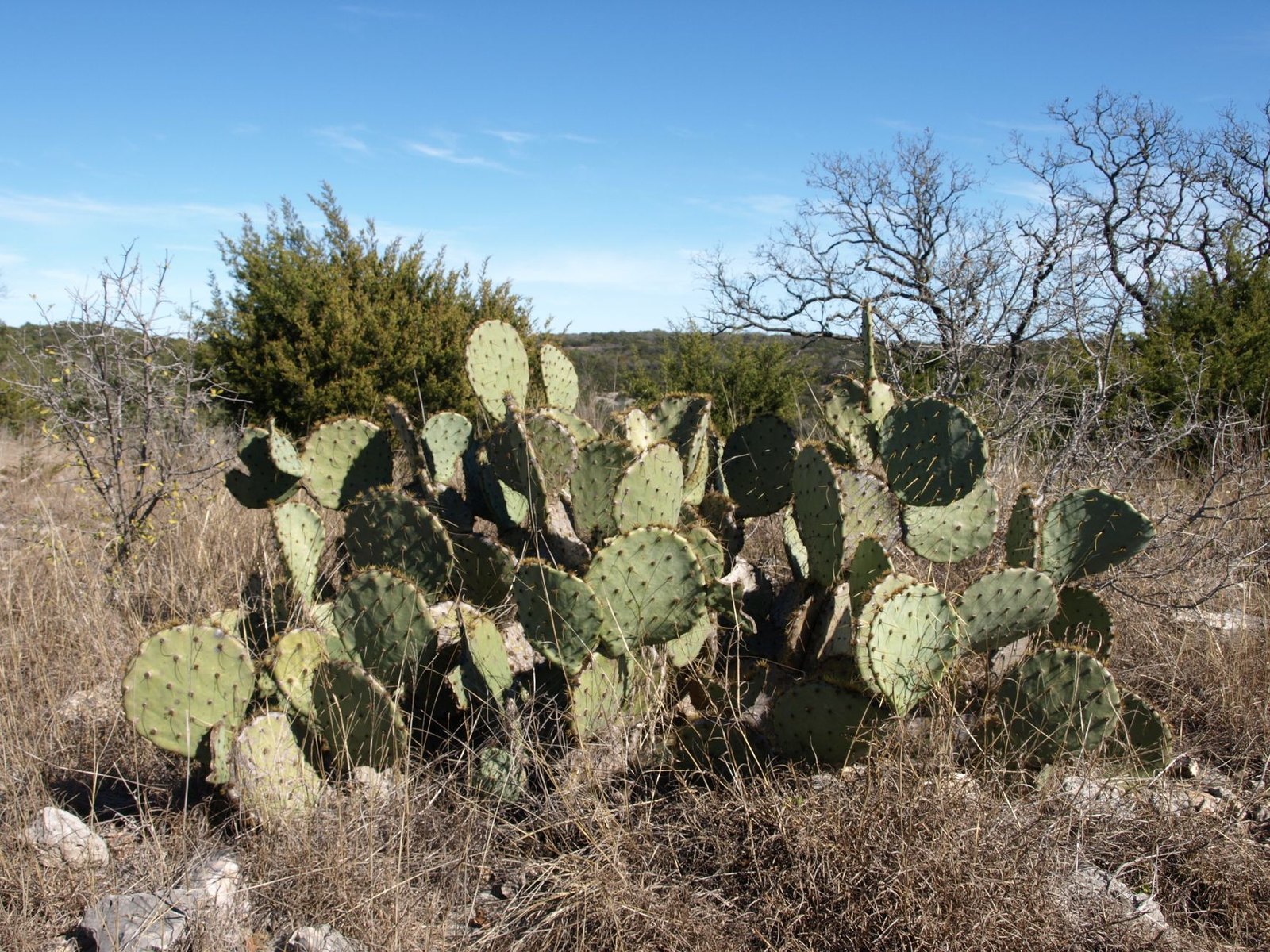 Dry brush and dormant vegetation on rural North Texas acreage during drought conditions