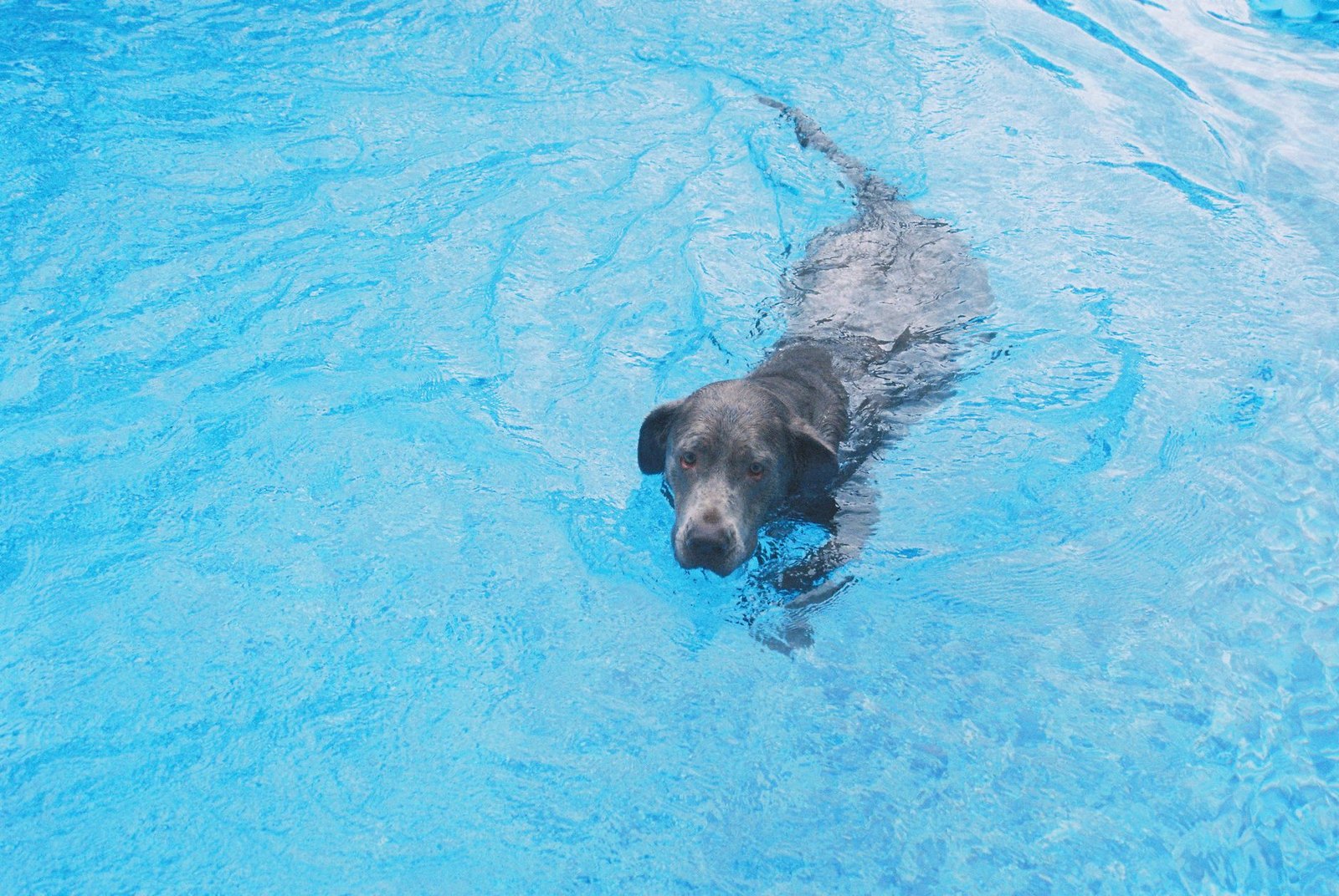 A dog paddling through an outdoor community pool on a sunny day