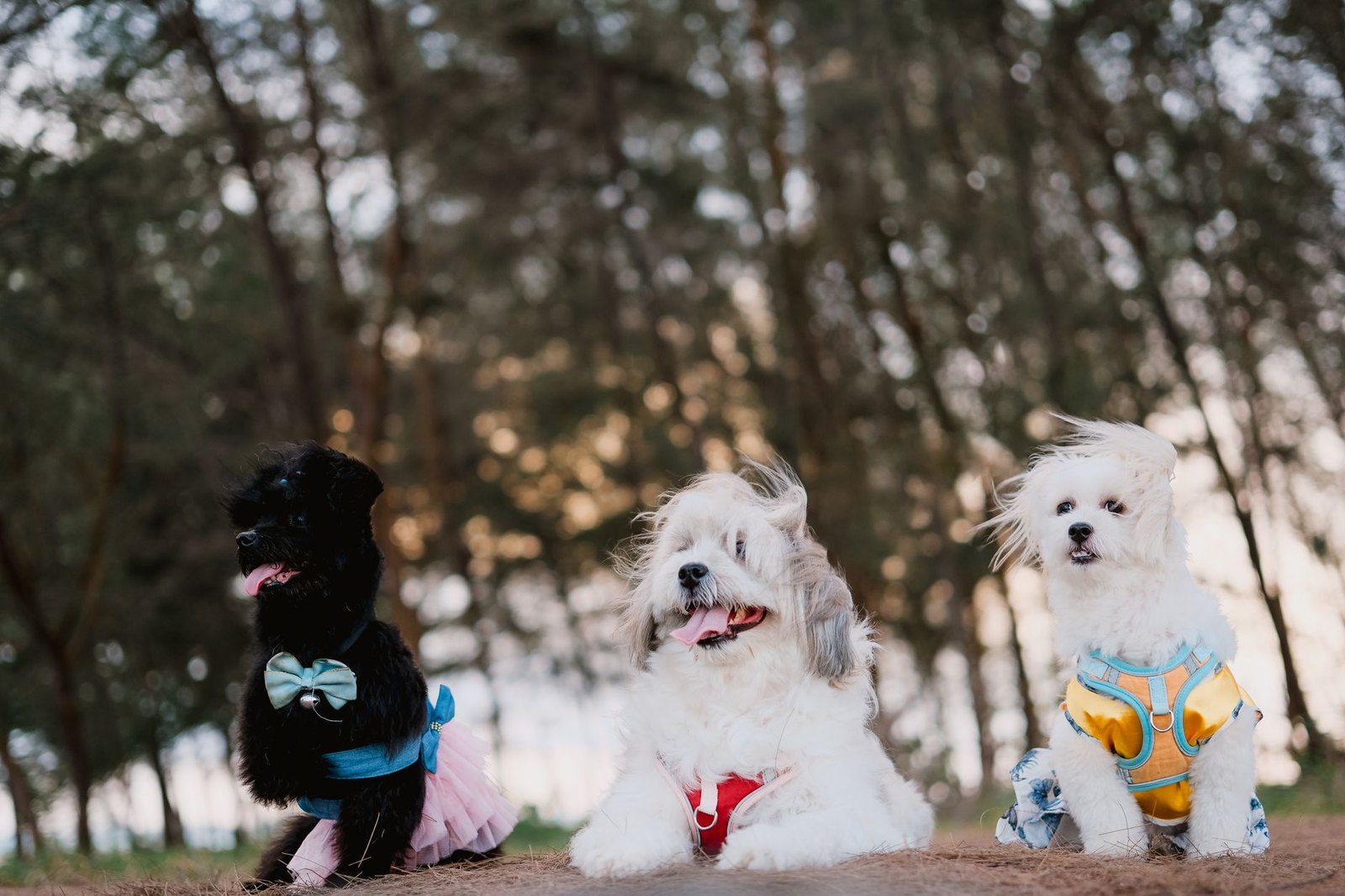 Dogs in Halloween costumes at outdoor dog park