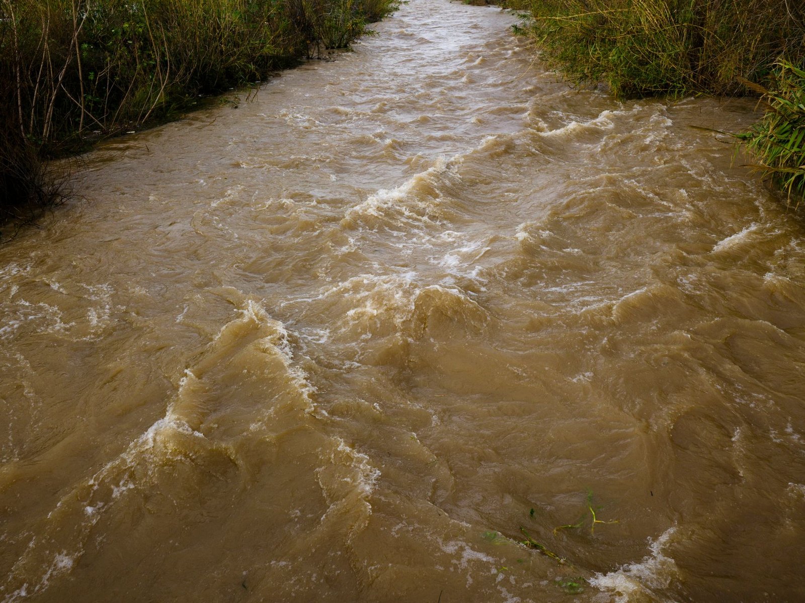 Rain-swollen creek bank rising near residential neighborhood
