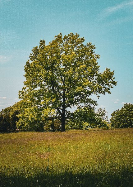 A large post oak tree