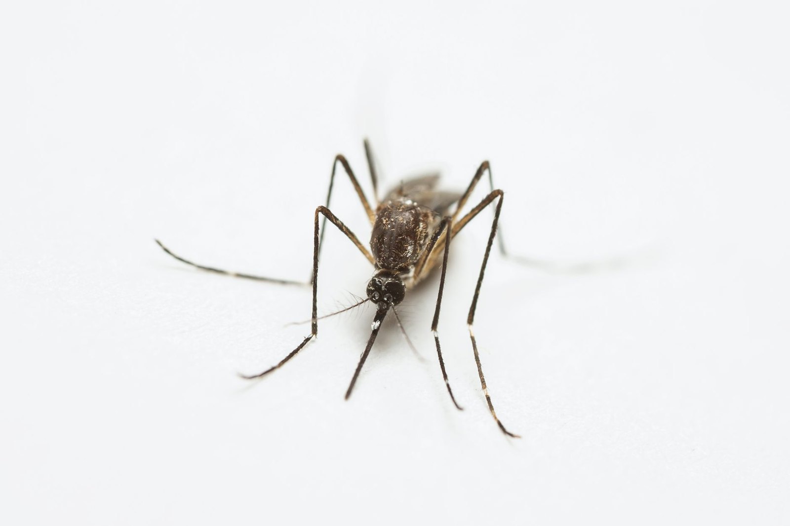 Mosquito control sign near standing water