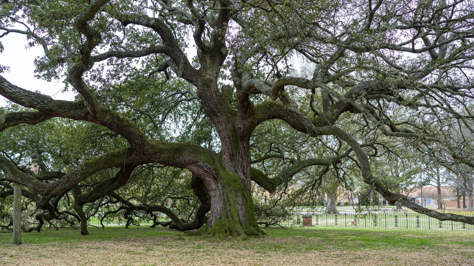 A large, sprawling oak tree shading a residential yard in Flower Mound, TX