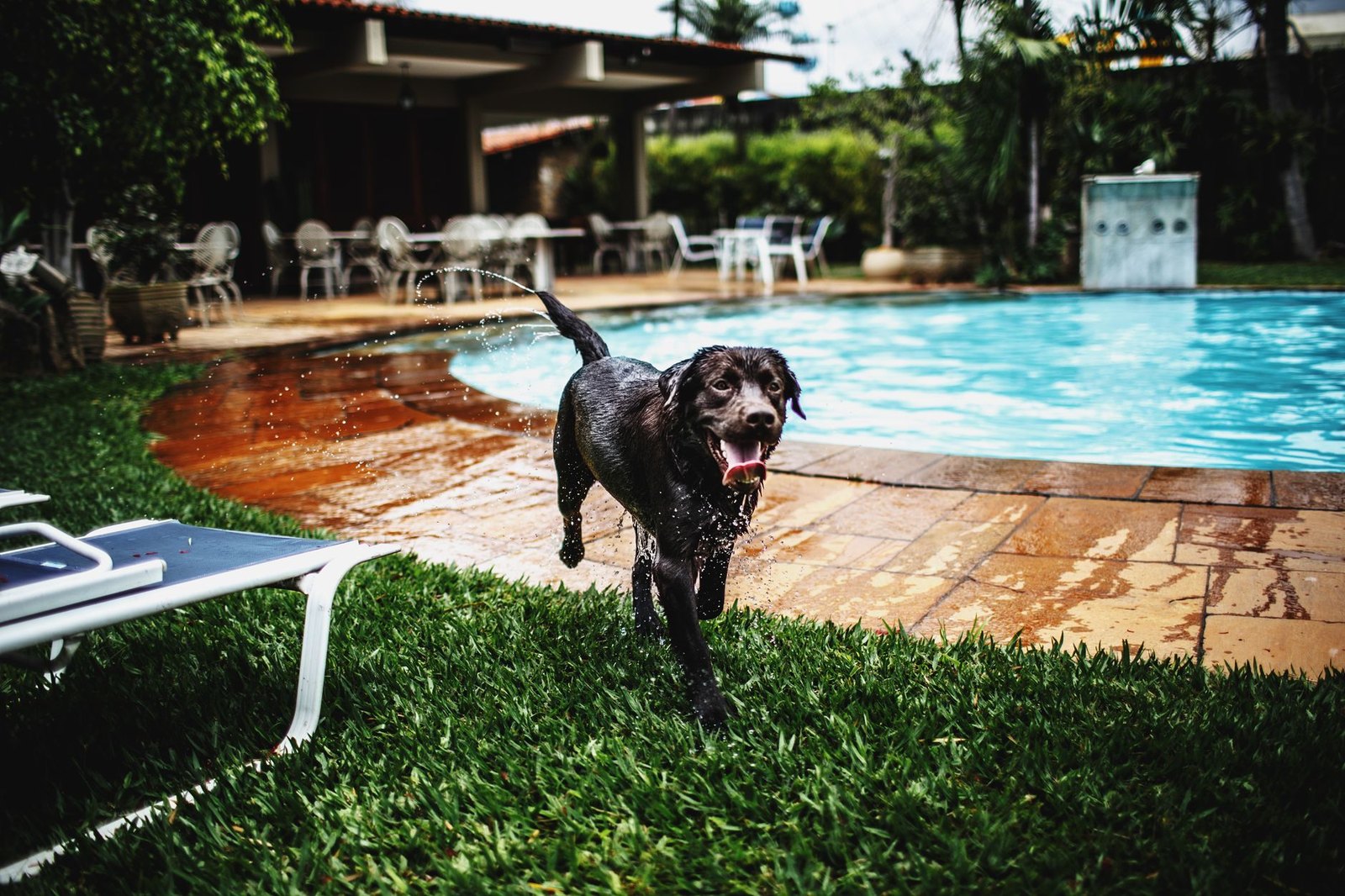 A dog splashing happily in an outdoor water park pool