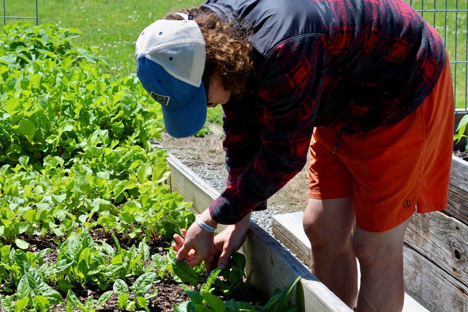 Young children planting seedlings in a raised garden bed at an outdoor library program