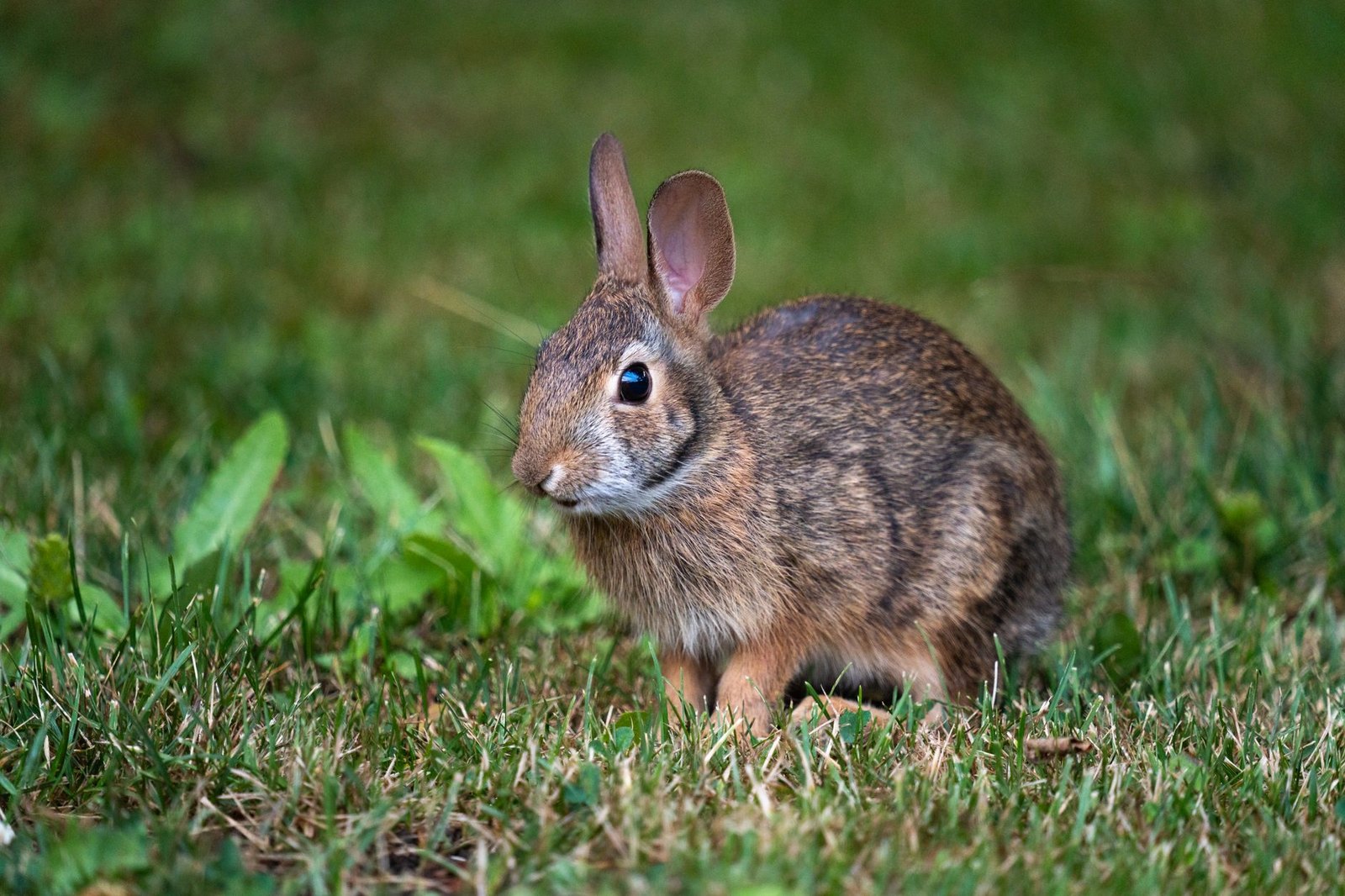Eastern cottontail rabbit foraging in a residential garden flower bed