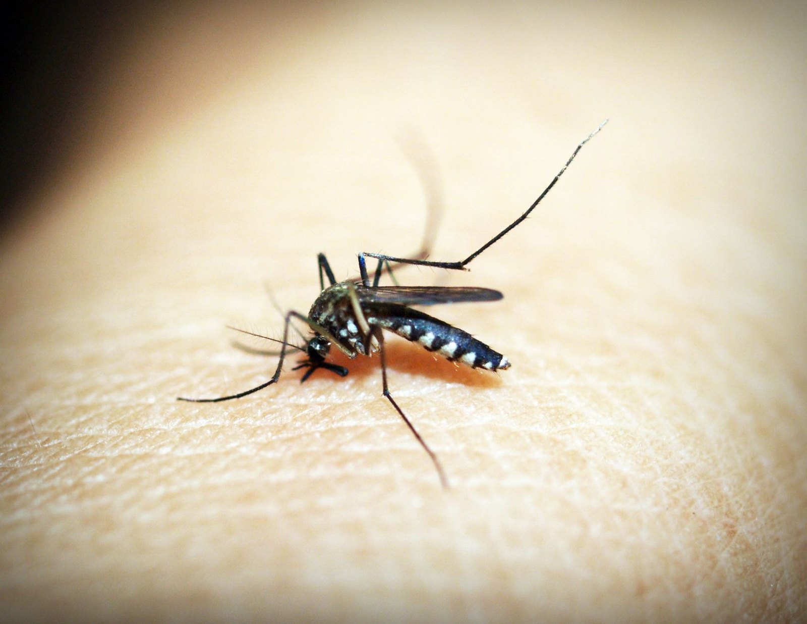 Close-up of a mosquito on human skin, representing West Nile virus transmission risk in southern Denton County