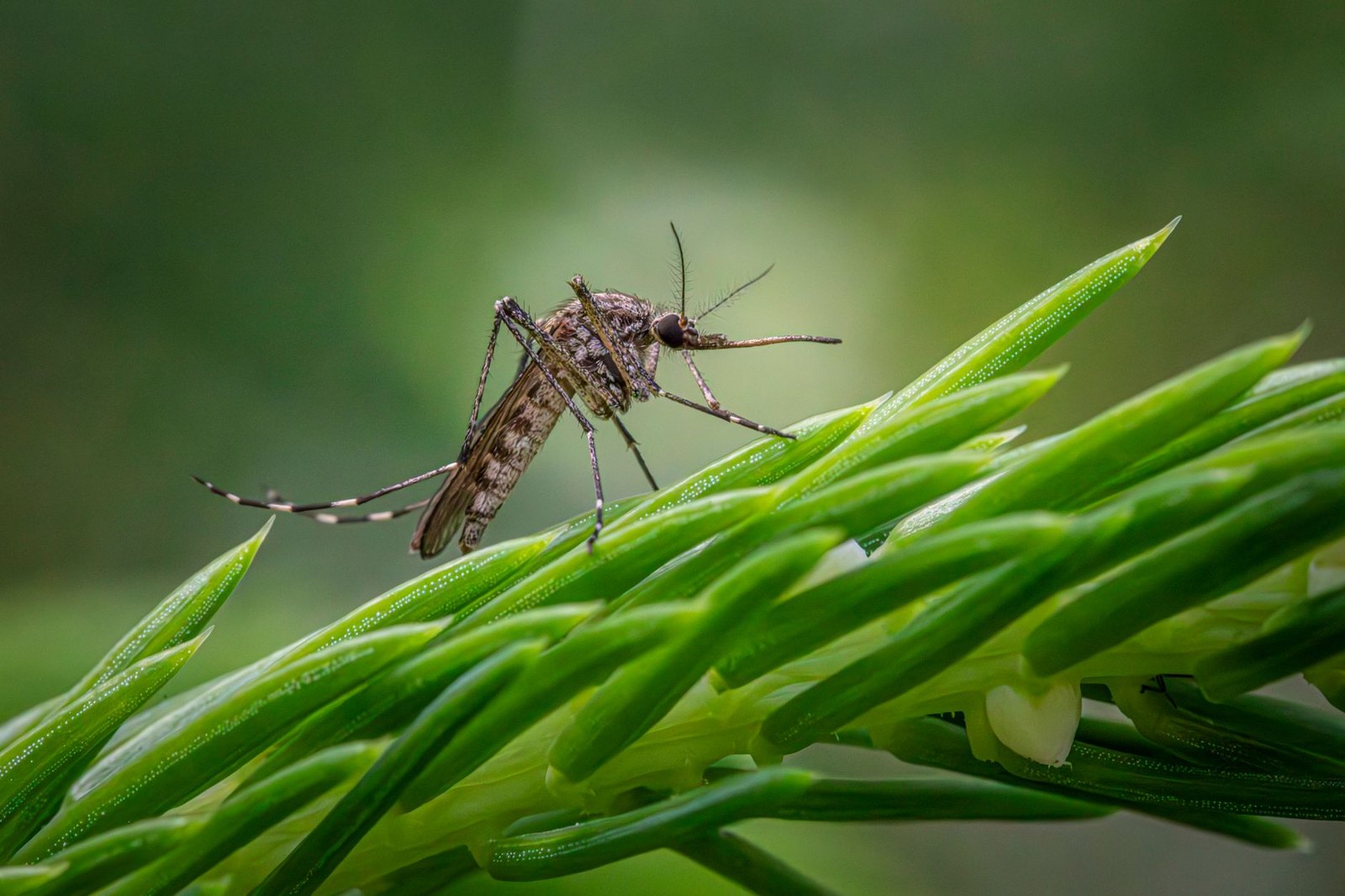 Close-up of a mosquito resting on standing water in a residential backyard